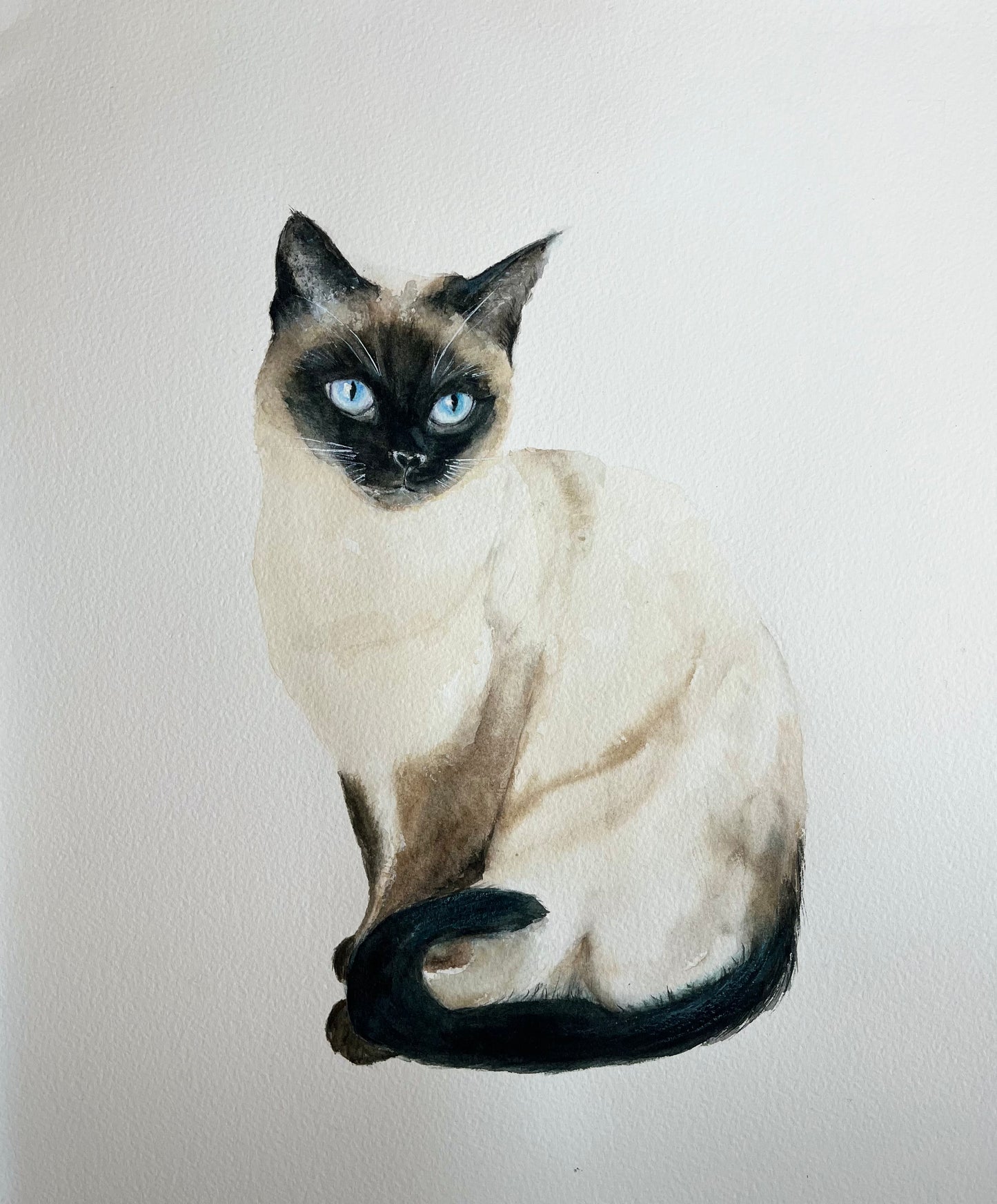 Dans les yeux du siamois