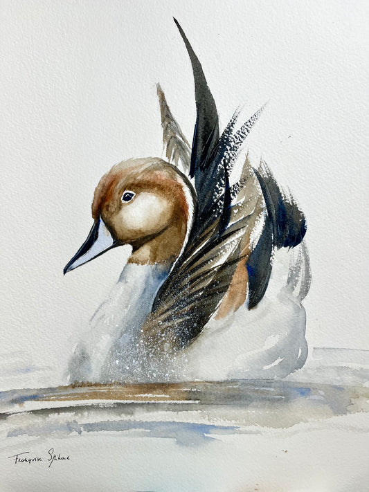 Canard Pintail